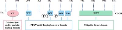 Frontiers | Insights Into The Biological Role Of NEDD4L E3 Ubiquitin ...